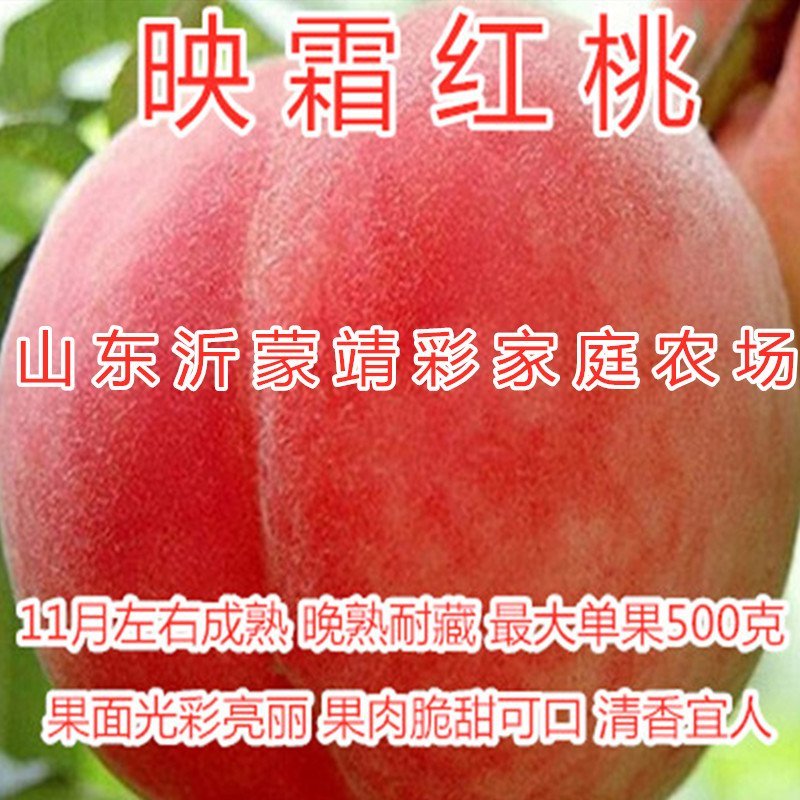 大白寿桃苗嫁接桃树苗寿桃苗南北种植桃树苗盆栽地栽