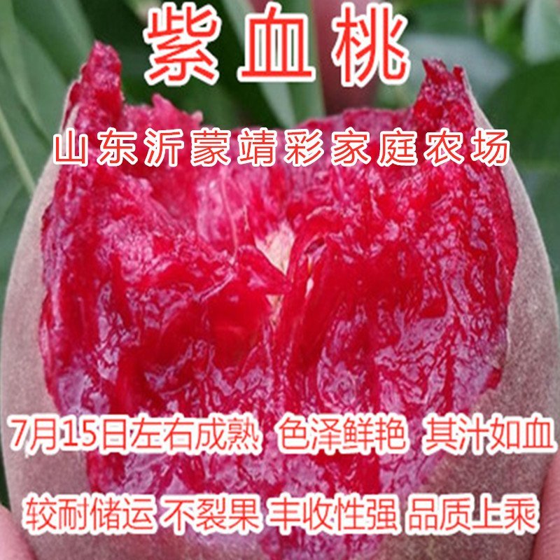大白寿桃苗嫁接桃树苗寿桃苗南北种植桃树苗盆栽地栽