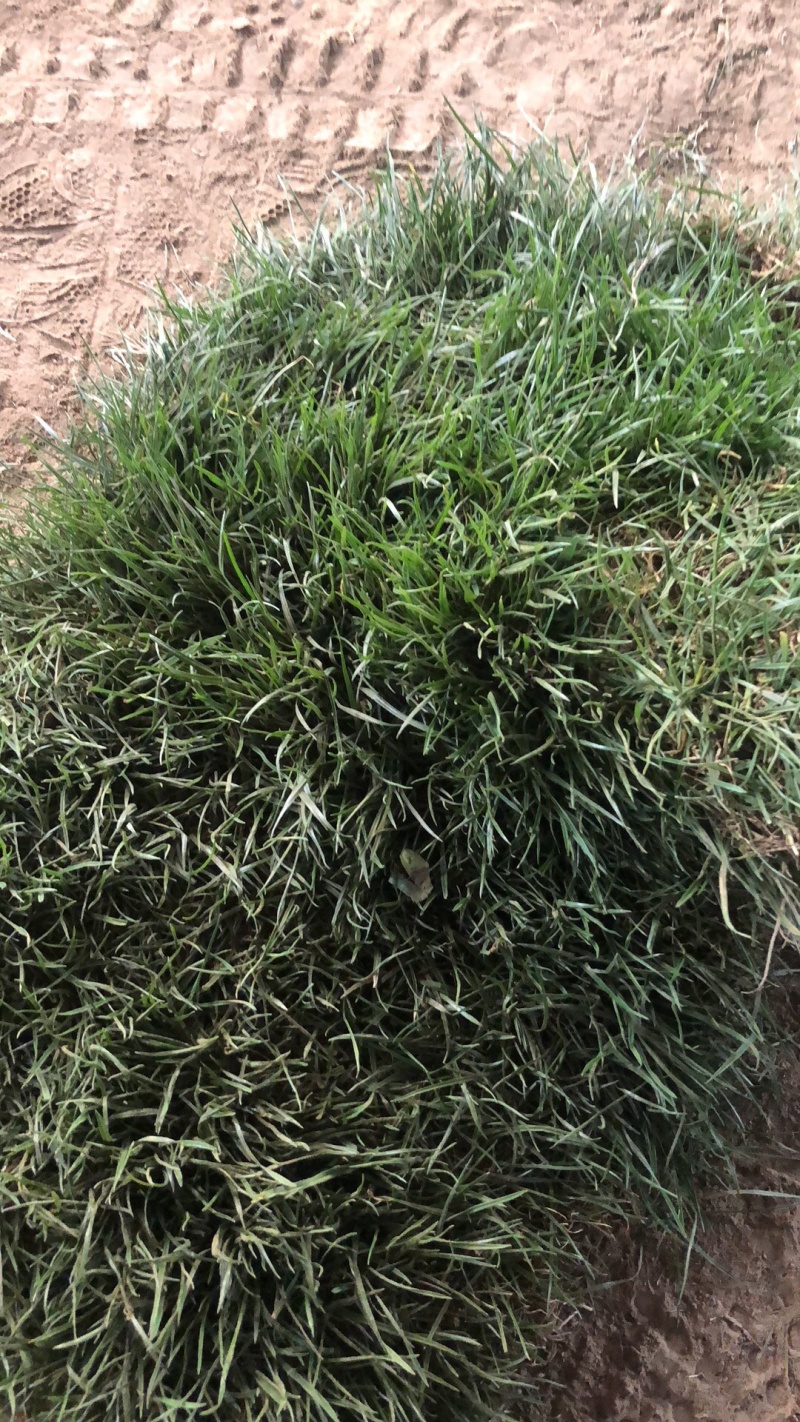 百亩草坪基地直销四季青果岭草马尼拉各种草皮