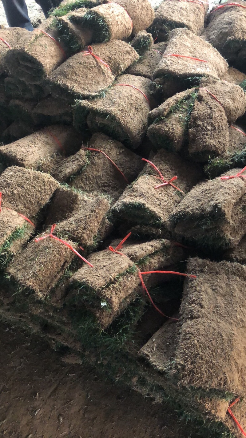 百亩草坪基地直销四季青果岭草马尼拉各种草皮