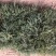 百亩草坪基地直销四季青果岭草马尼拉各种草皮