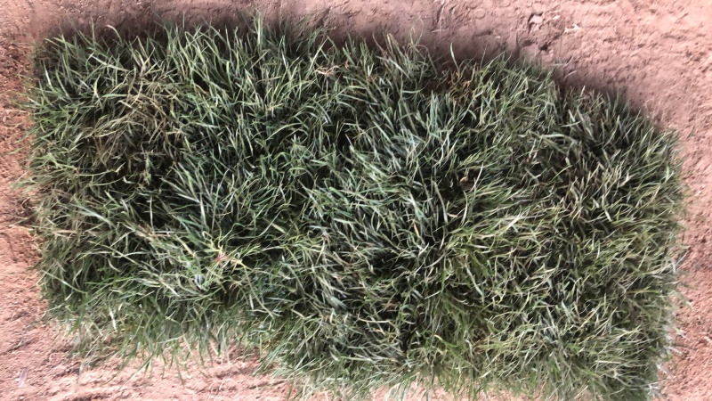 百亩草坪基地直销四季青果岭草马尼拉各种草皮