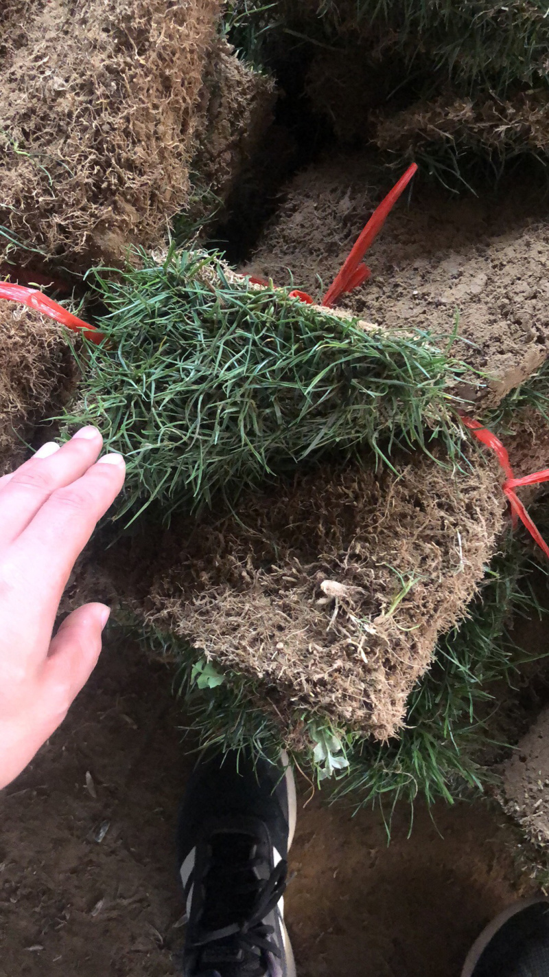 百亩草坪基地直销四季青果岭草马尼拉各种草皮