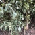 桂花树桂花小苗5-25公分规格齐全