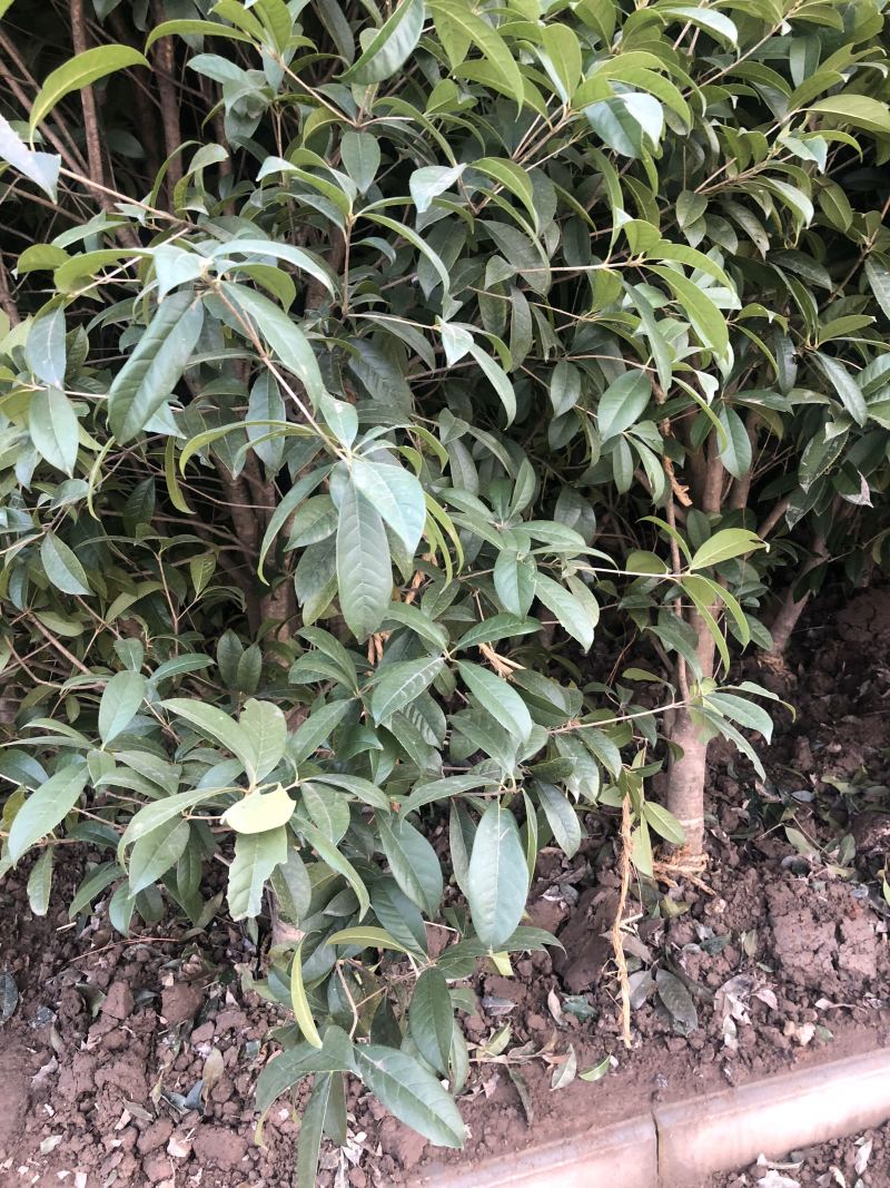 桂花树桂花小苗5-25公分规格齐全
