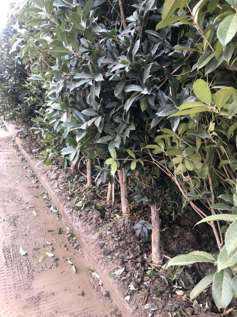 桂花树桂花小苗5-25公分规格齐全