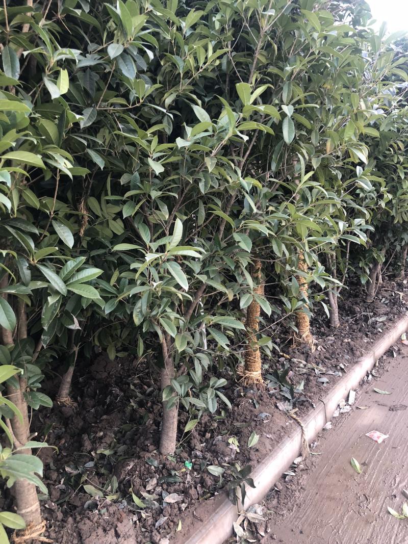 桂花树桂花小苗5-25公分规格齐全