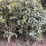 桂花树桂花小苗5-25公分规格齐全