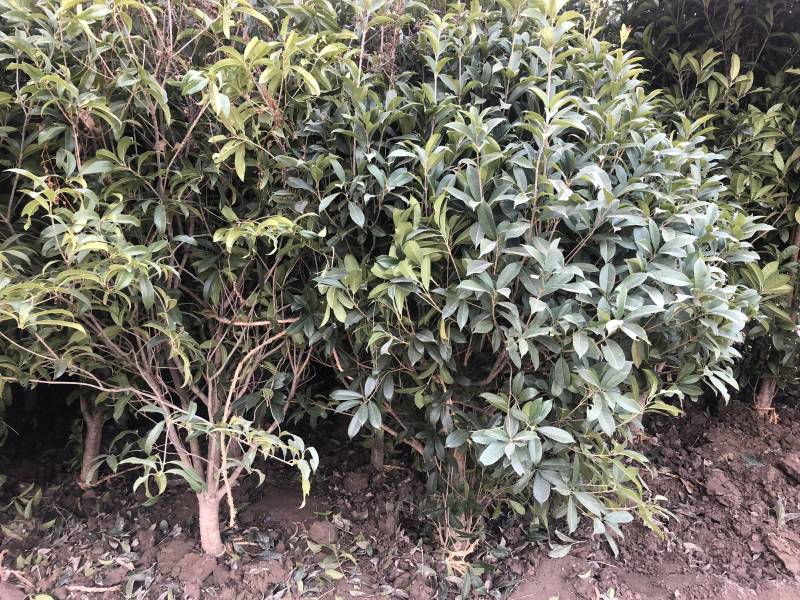 桂花树桂花小苗5-25公分规格齐全