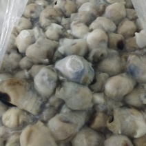 鱿鱼鱿鱼嘴鱿鱼口球鱿鱼带牙嘴