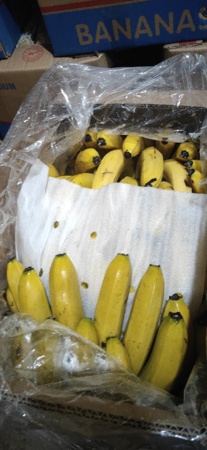 常年供应广西云南缅甸老挝海南等精品香蕉大量有货欢迎合作。