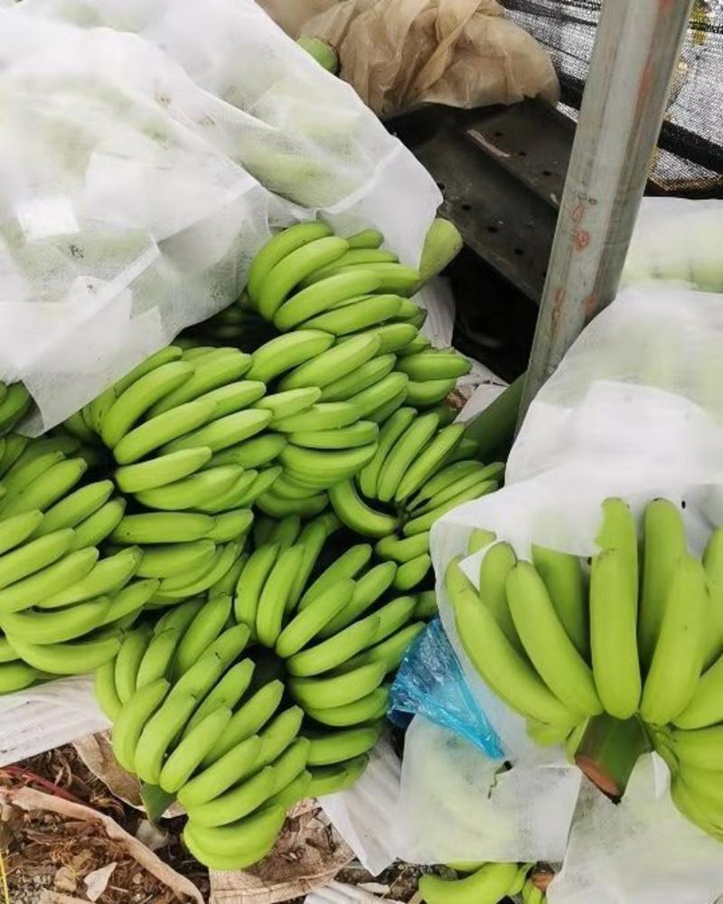 常年供应广西云南缅甸老挝海南等精品香蕉大量有货欢迎合作。