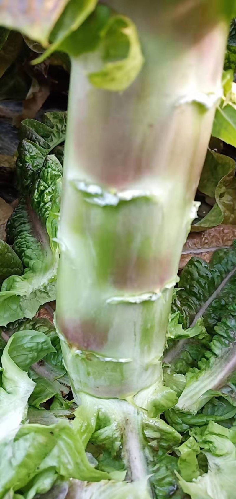 莴笋