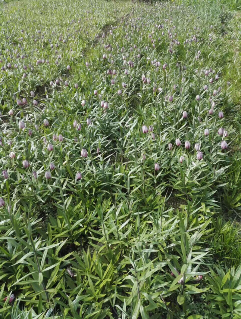 贝母深山种植、不打药、不熏硫