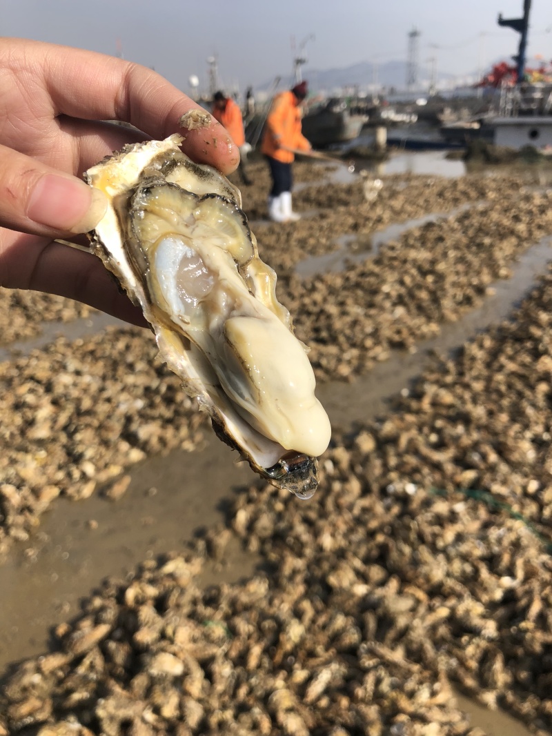 生蚝肥蚝牡蛎超级肥蚝海蛎子