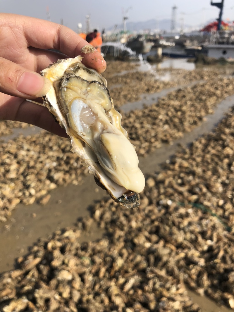 生蚝肥蚝牡蛎超级肥蚝海蛎子