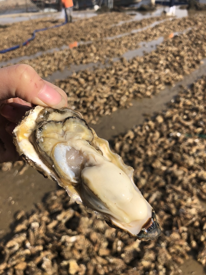 生蚝肥蚝牡蛎超级肥蚝海蛎子