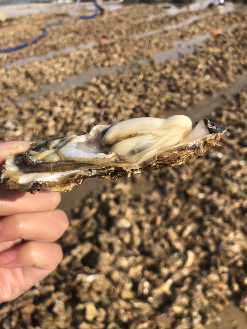 生蚝肥蚝牡蛎超级肥蚝海蛎子