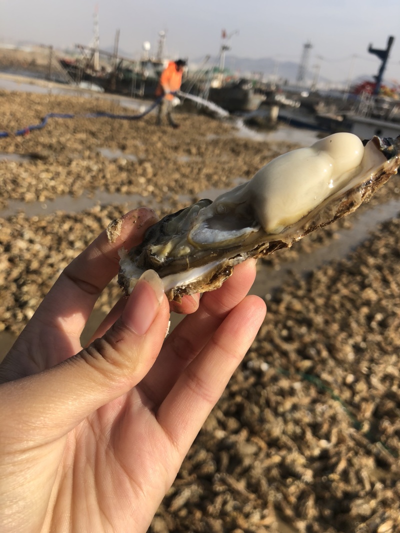 生蚝肥蚝牡蛎超级肥蚝海蛎子