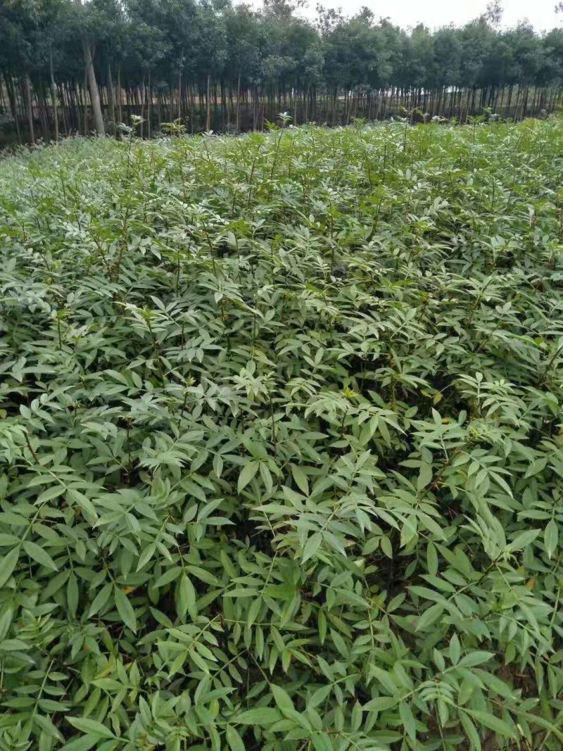 青花椒苗