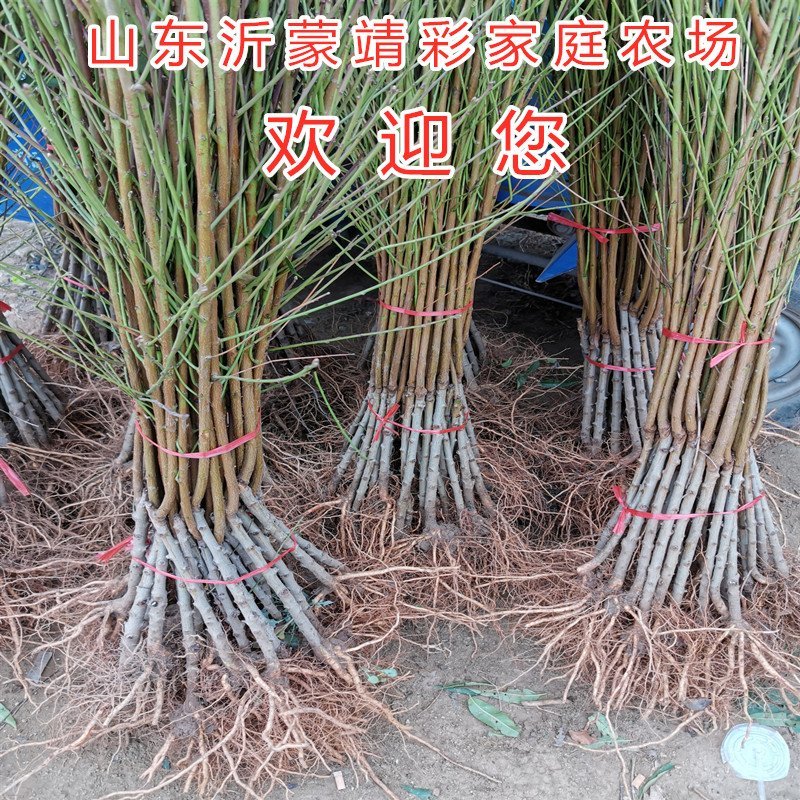 黑油桃苗嫁接黑油桃树苗油桃苗品种桃树苗南北方种植