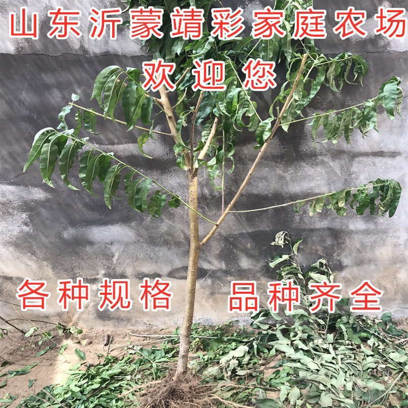 黑油桃苗嫁接黑油桃树苗油桃苗品种桃树苗南北方种植