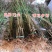 黑油桃苗嫁接黑油桃树苗油桃苗品种桃树苗南北方种植