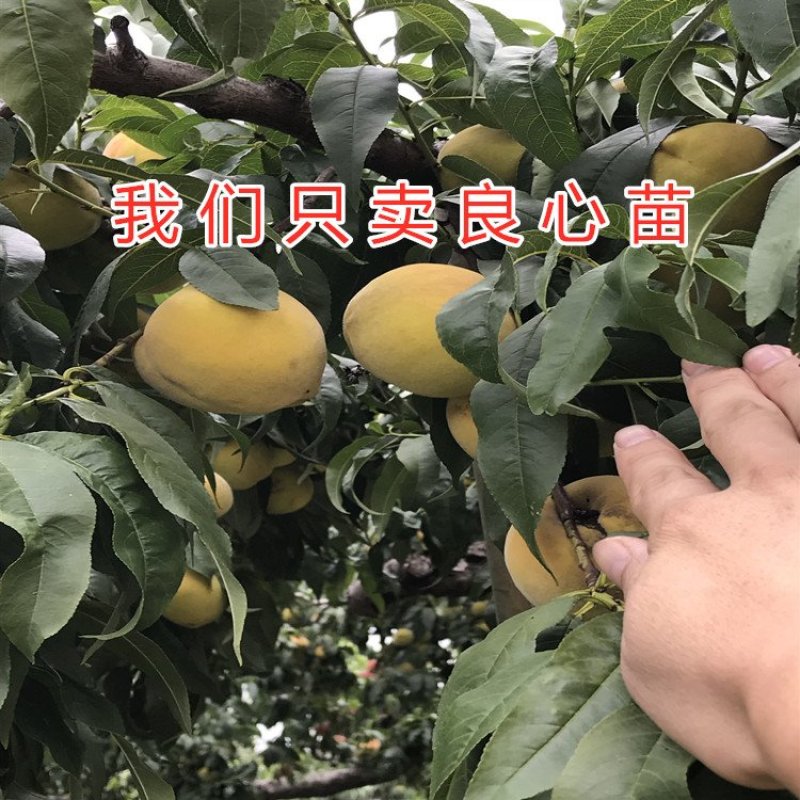 黑油桃苗嫁接黑油桃树苗油桃苗品种桃树苗南北方种植