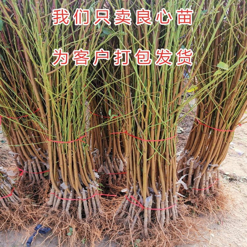 黑油桃苗嫁接黑油桃树苗油桃苗品种桃树苗南北方种植