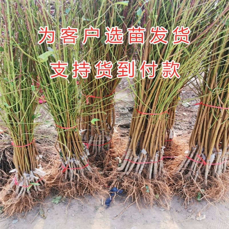 黑油桃苗嫁接黑油桃树苗油桃苗品种桃树苗南北方种植