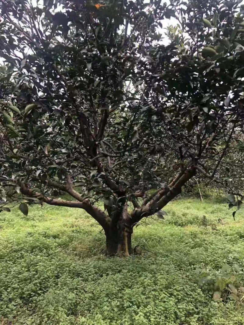 耙耙柑和不知火挂果树