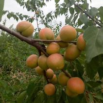 吊干杏，香蜜杏，珍珠油性，6月5日开始成熟300斤起批
