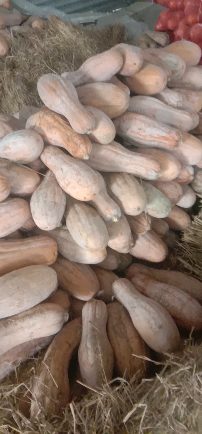 南瓜大量供应又甜又面口感好产地直销量大