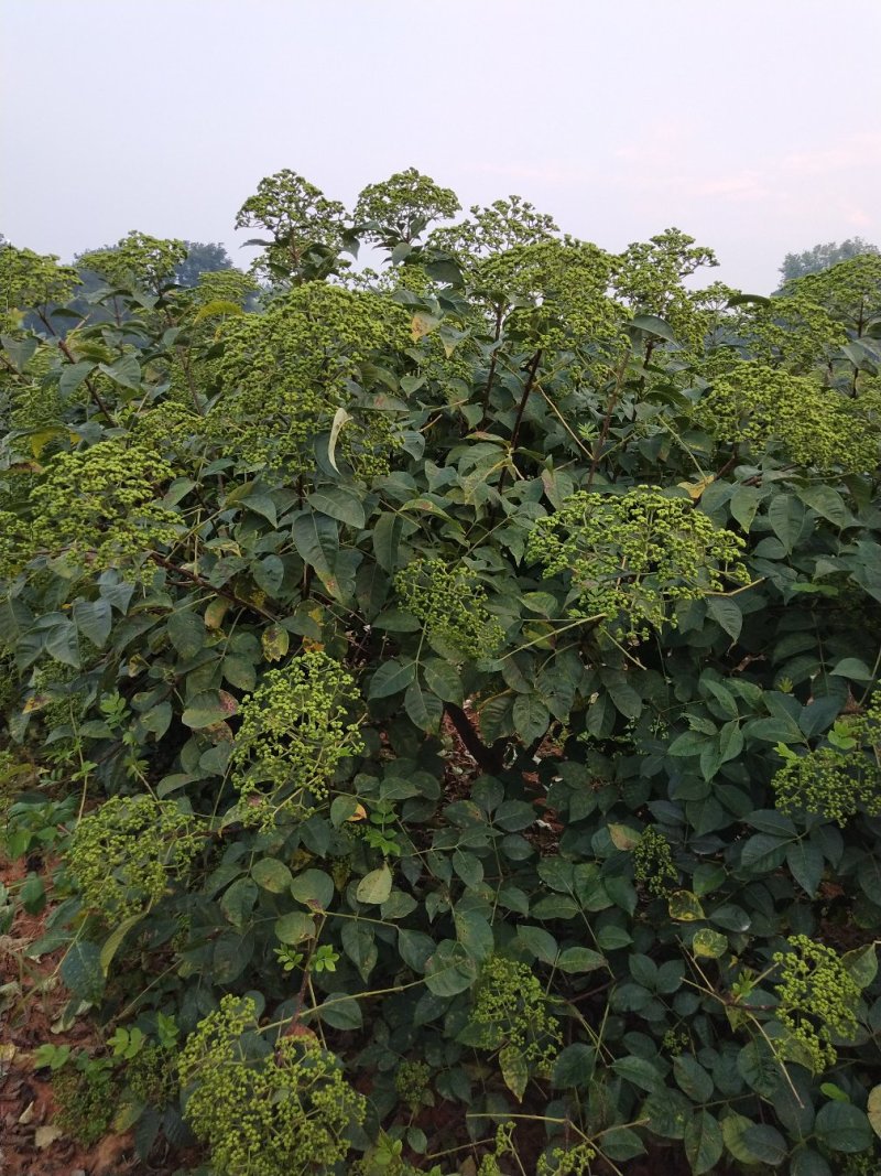吴茱萸中花江西吴茱萸高含量吴茱萸可出口品质好价格好