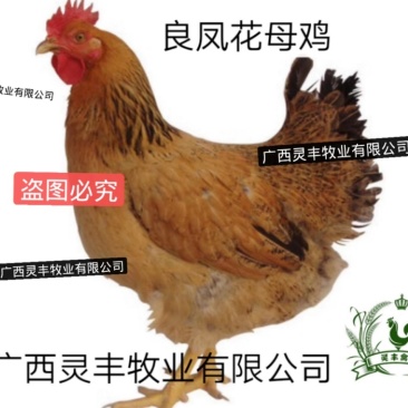 良凤花鸡苗【销量榜好货】《有经营许可证》买卖更放心