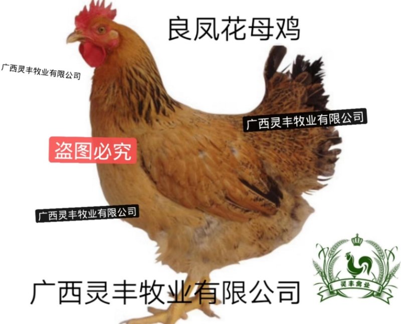良凤花鸡苗【销量榜好货】《有经营许可证》买卖更放心