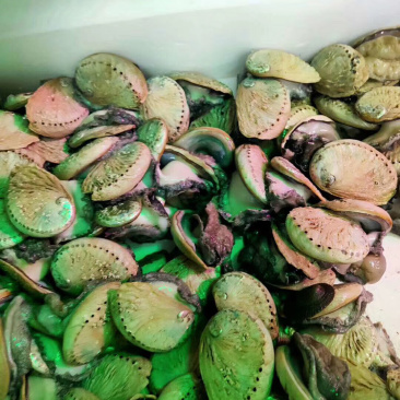南非小鲍鱼