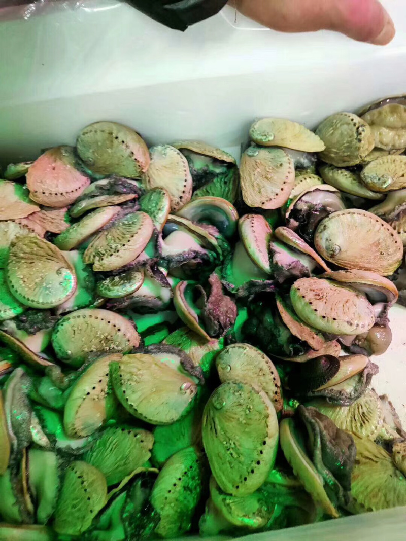 南非小鲍鱼