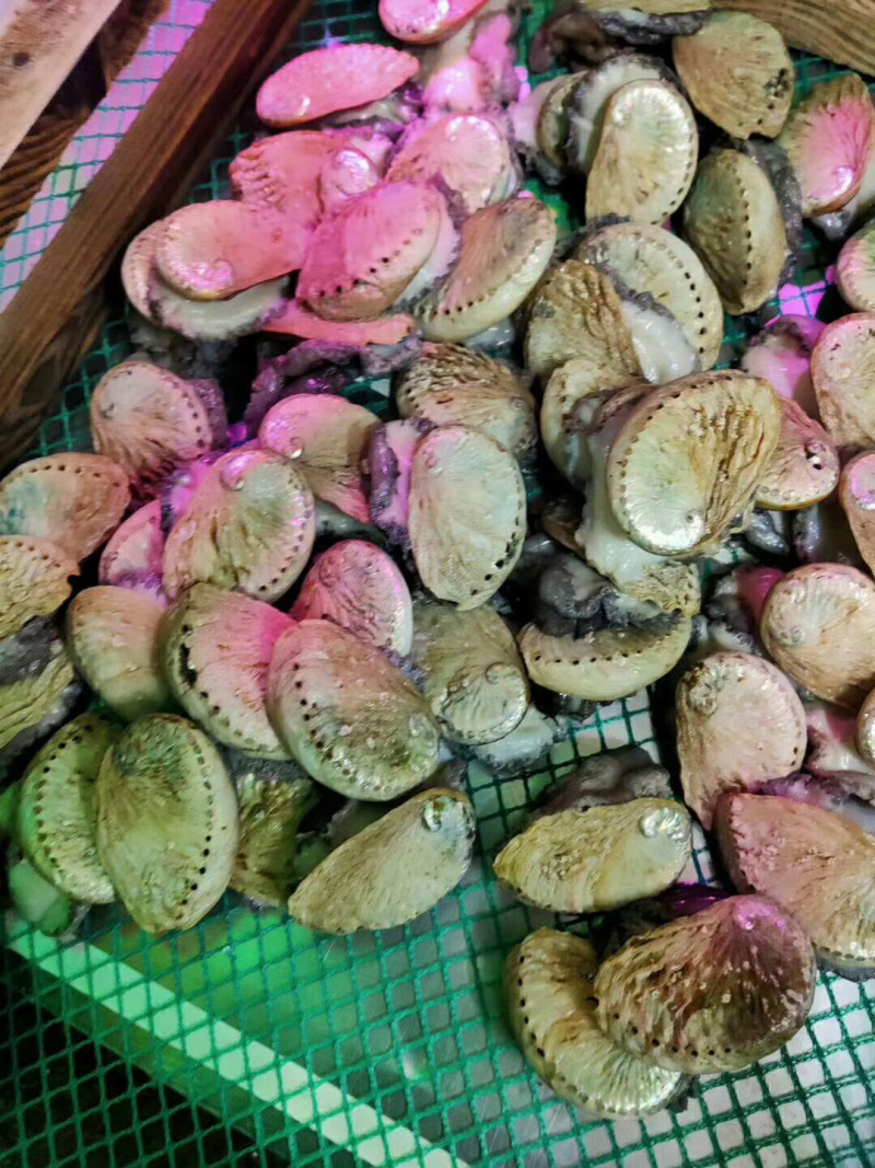 南非小鲍鱼