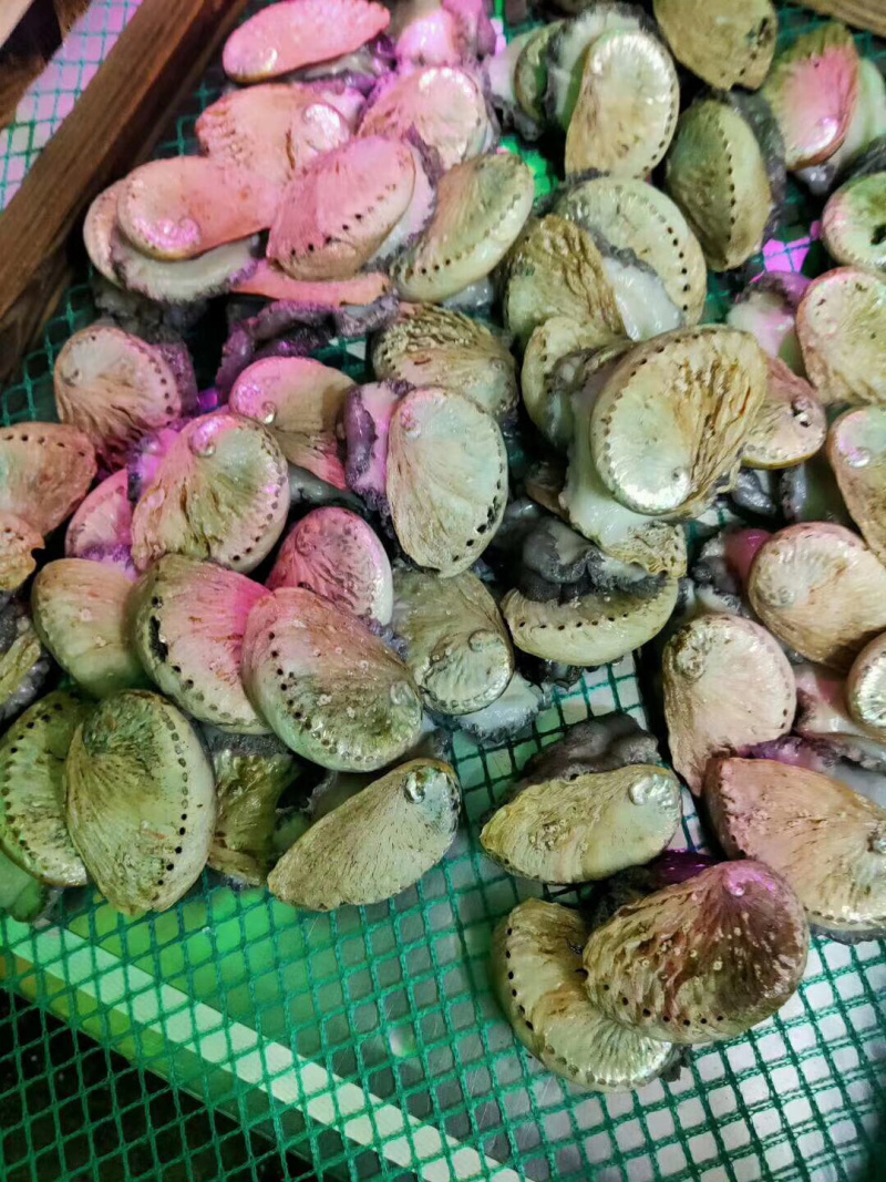 南非小鲍鱼