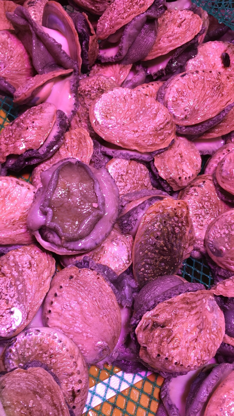 南非小鲍鱼