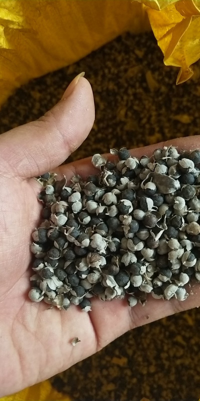 【精选药材苗】江西单叶蔓荆子苗、蔓荆子种苗、蔓荆子。