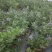 【精选药材苗】江西单叶蔓荆子苗、蔓荆子种苗、蔓荆子。