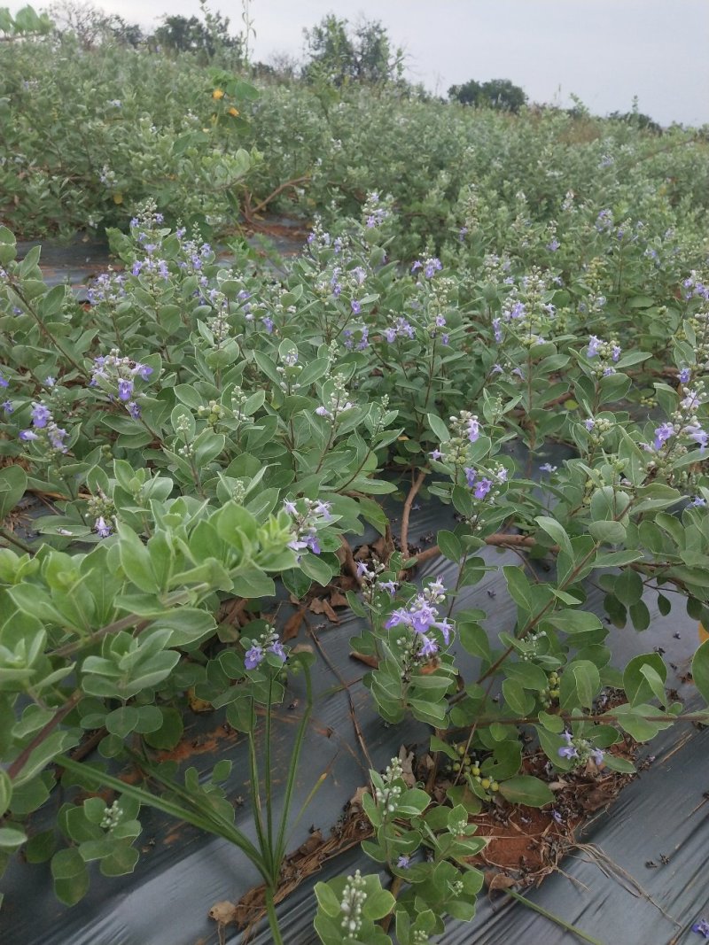 【精选药材苗】江西单叶蔓荆子苗、蔓荆子种苗、蔓荆子。