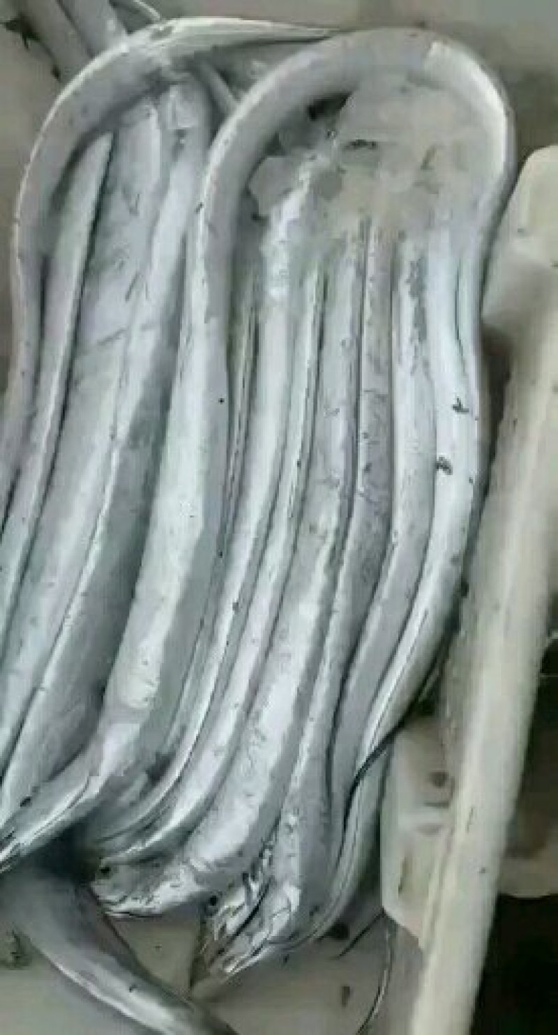 精选海捕野生渤海湾野生刀鱼