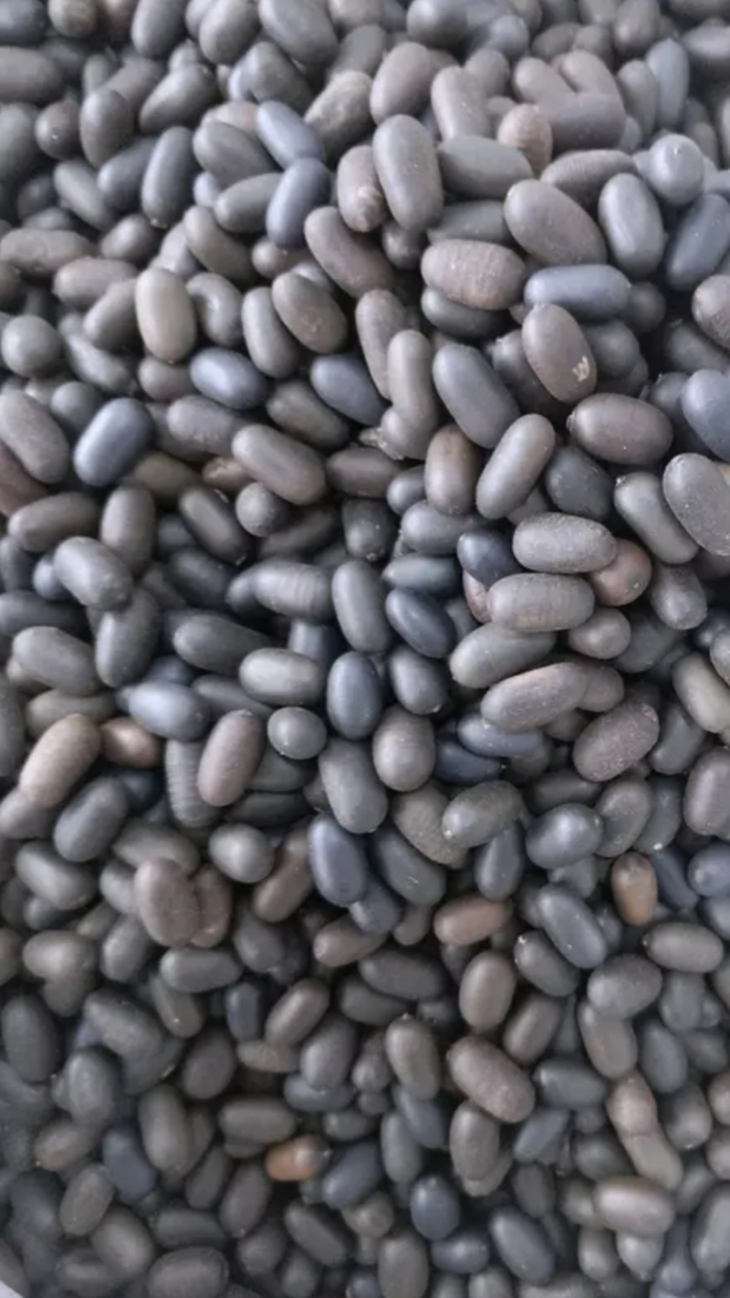 石莲子【包邮】三斤起发货可批量可零售量大从优
