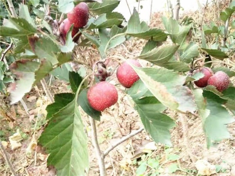 山楂苗基地直销甜红子，大金星，大五菱山楂苗，根系发达