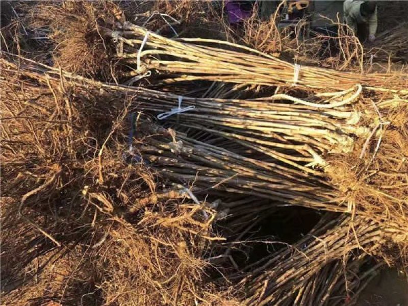 山楂苗基地直销甜红子，大金星，大五菱山楂苗，根系发达