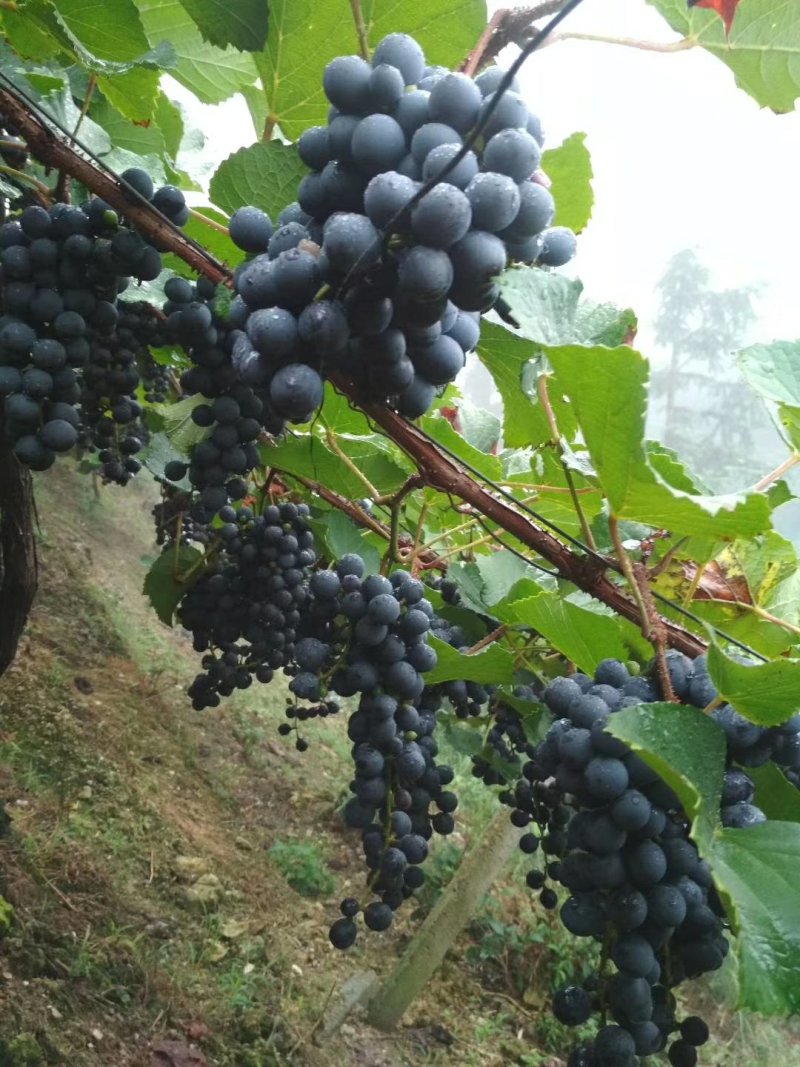 华英家庭农场高山刺葡萄酒