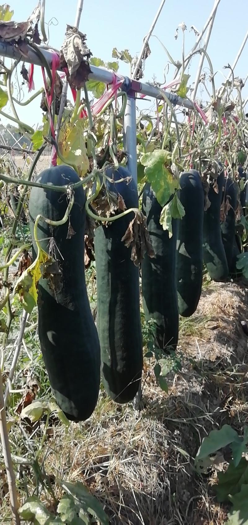 精品黑皮冬瓜，15斤以上，吊瓜，大量上市，欢迎采购